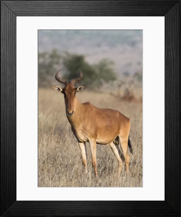 Framed Print : Portrait of an hartebeest (Alcelaphus buselaphus) standing and looking at the camera Framed Print : Portrait of an hartebeest (Alcelaphus buselaphus) standing and looking at the camera