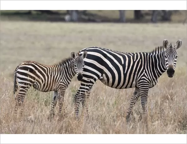 A common zebra ( Equus quagga) with its foal, looking at the camera, Tsavo, Kenya