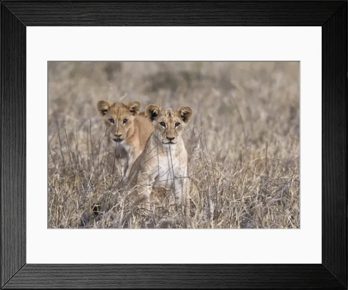 Framed Print : Two lion cubs (Panthera leo), one looking at the camera, Tsavo, Kenya, East Africa