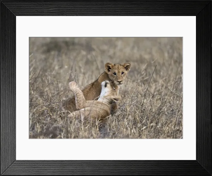 Framed Print : Two lion cubs (Panthera leo) playing in the tall grass, Tsavo, Kenya, East Africa, Africa Framed Print : Two lion cubs (Panthera leo) playing in the tall grass, Tsavo, Kenya, East Africa, Africa