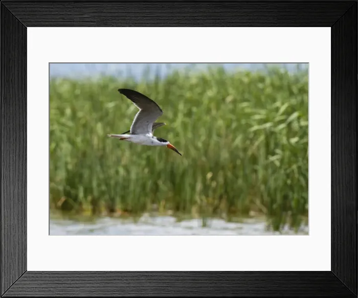 Framed Print : African skimmers (Rynchops flavirostris) in flight over Lake Gipe, Tsavo, Kenya, East Africa Framed Print : African skimmers (Rynchops flavirostris) in flight over Lake Gipe, Tsavo, Kenya, East Africa