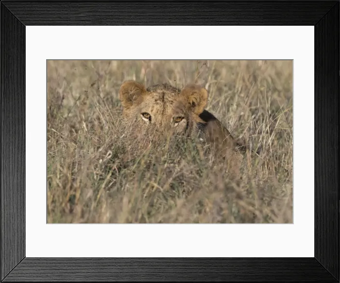 Framed Print : A lion (Panthera leo) hiding in tall grass, Tsavo, Kenya, East Africa, Africa Framed Print : A lion (Panthera leo) hiding in tall grass, Tsavo, Kenya, East Africa, Africa