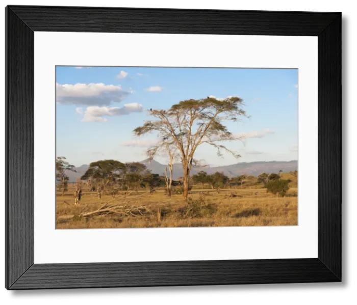 Framed Print : Trees in a plain in Tsavo, Tsavo, Kenya, East Africa, Africa Framed Print : Trees in a plain in Tsavo, Tsavo, Kenya, East Africa, Africa
