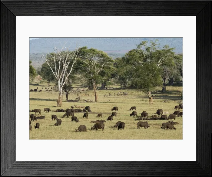 Framed Print : A herd of African buffalo (Syncerus caffer) grazing in a plain, Tsavo, Kenya, East Africa Framed Print : A herd of African buffalo (Syncerus caffer) grazing in a plain, Tsavo, Kenya, East Africa