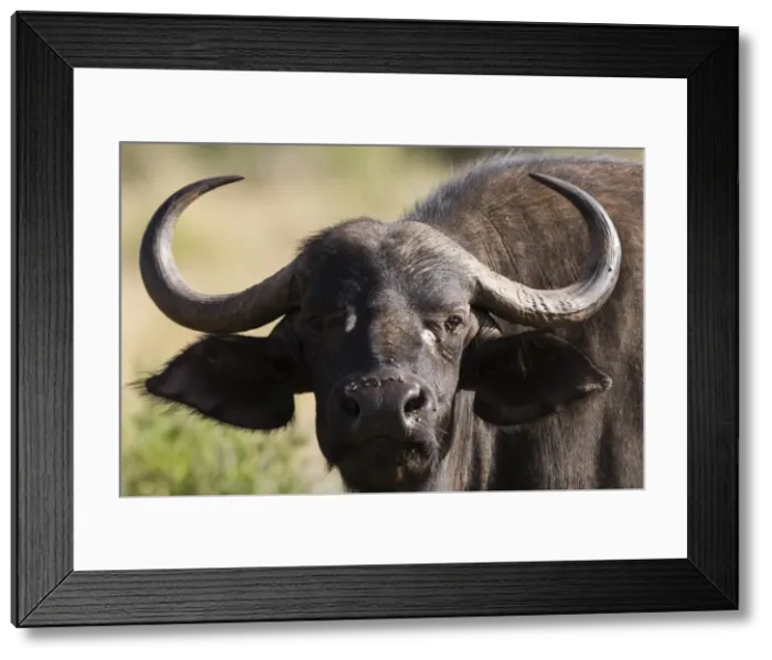 Framed Print : African buffalo (Syncerus caffer), Tsavo, Kenya, East Africa, Africa Framed Print : African buffalo (Syncerus caffer), Tsavo, Kenya, East Africa, Africa