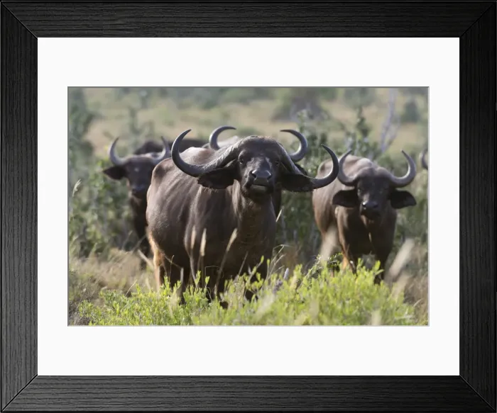 Framed Print : Portrait of an African buffalo (Syncerus caffer) looking at the camera, Tsavo, Kenya Framed Print : Portrait of an African buffalo (Syncerus caffer) looking at the camera, Tsavo, Kenya