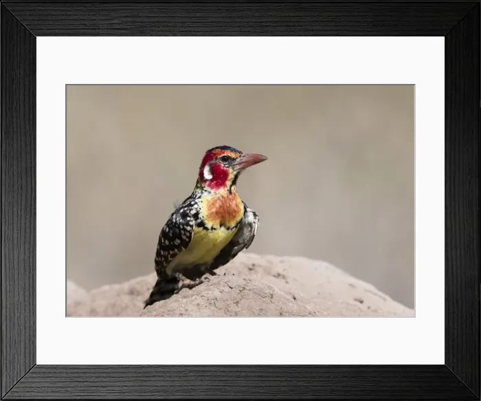 Framed Print : A red-and-yellow barbet (Trachyphonus erythrocephalus) on a termite mound, Tsavo Framed Print : A red-and-yellow barbet (Trachyphonus erythrocephalus) on a termite mound, Tsavo