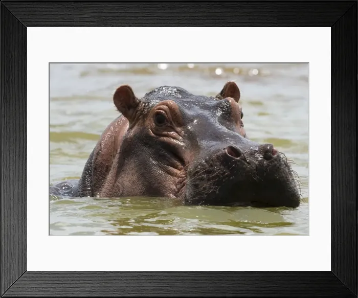 Framed Print : Close up of an hippopotamus (Hippopotamus amphibius) submerged in Lake Gipe and looking Framed Print : Close up of an hippopotamus (Hippopotamus amphibius) submerged in Lake Gipe and looking