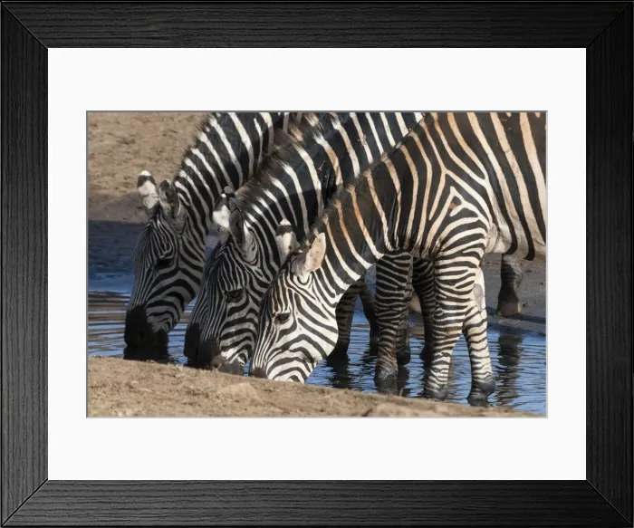 Framed Print : Common zebras (Equus quagga) drinking at a waterhole, Tsavo, Kenya, East Africa, Africa Framed Print : Common zebras (Equus quagga) drinking at a waterhole, Tsavo, Kenya, East Africa, Africa