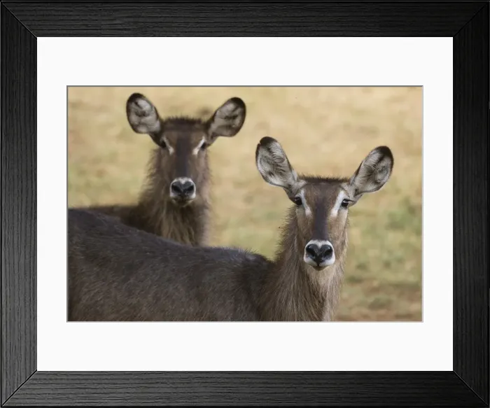 Framed Print : Portrait of waterbuck (Kobus ellipsiprymnus), Tsavo, Kenya, East Africa, Africa Framed Print : Portrait of waterbuck (Kobus ellipsiprymnus), Tsavo, Kenya, East Africa, Africa