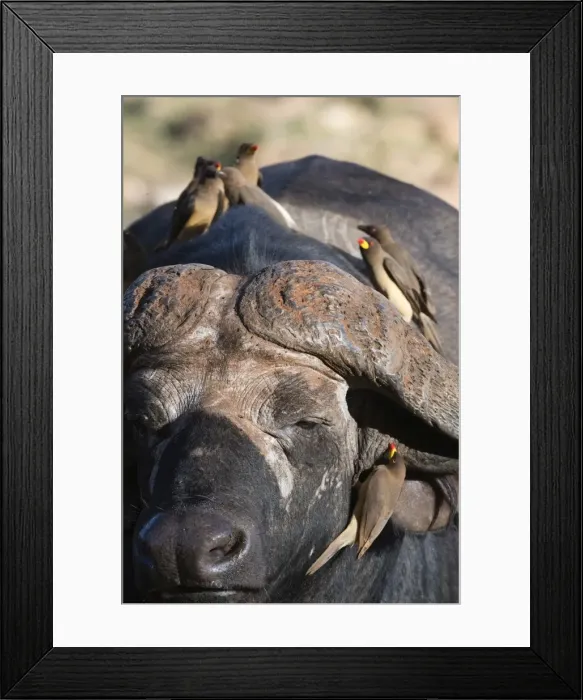 Framed Print : African buffalo (Syncerus caffer) with yellow-billed oxpeckers (Buphagus africanus) Framed Print : African buffalo (Syncerus caffer) with yellow-billed oxpeckers (Buphagus africanus)