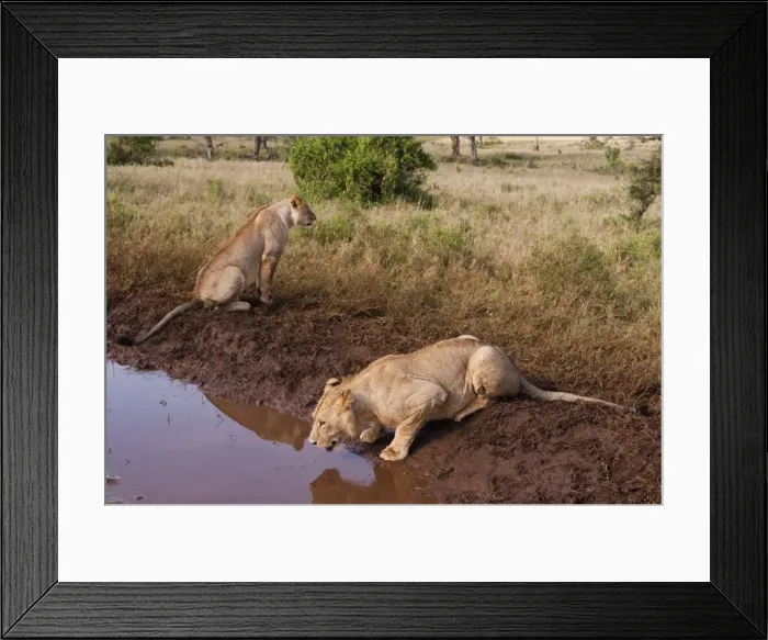 Framed Print : Two lions (Panthera leo) at a waterhole, one drinking, Tsavo, Kenya, East Africa, Africa Framed Print : Two lions (Panthera leo) at a waterhole, one drinking, Tsavo, Kenya, East Africa, Africa