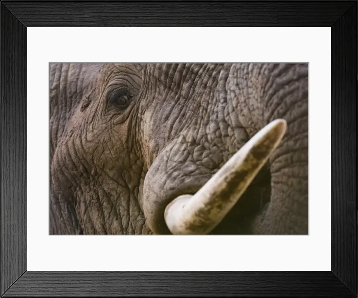 Framed Print : Close up portrait of an African elephant (Loxodonta africana), Tsavo, Kenya, East Africa Framed Print : Close up portrait of an African elephant (Loxodonta africana), Tsavo, Kenya, East Africa