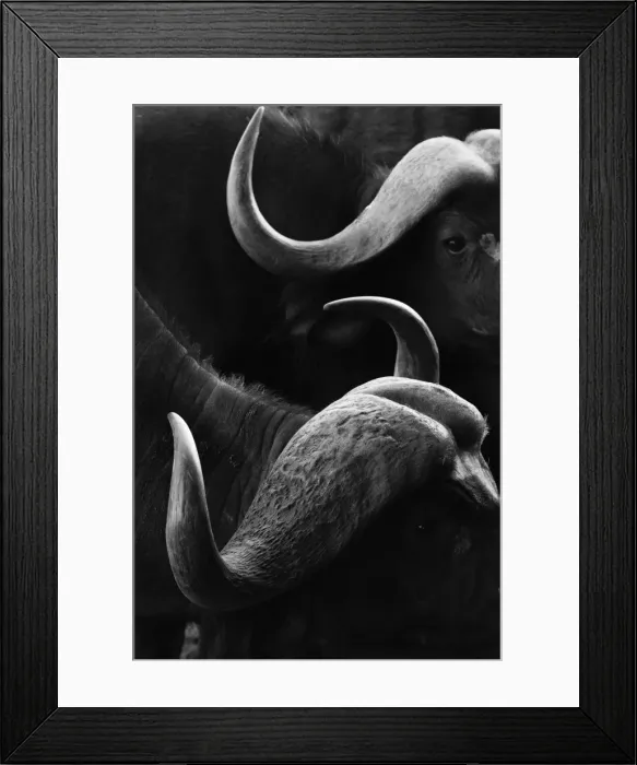 Framed Print : Close up portrait of an African buffalo (Syncerus caffer) at a waterhole, Tsavo, Kenya Framed Print : Close up portrait of an African buffalo (Syncerus caffer) at a waterhole, Tsavo, Kenya