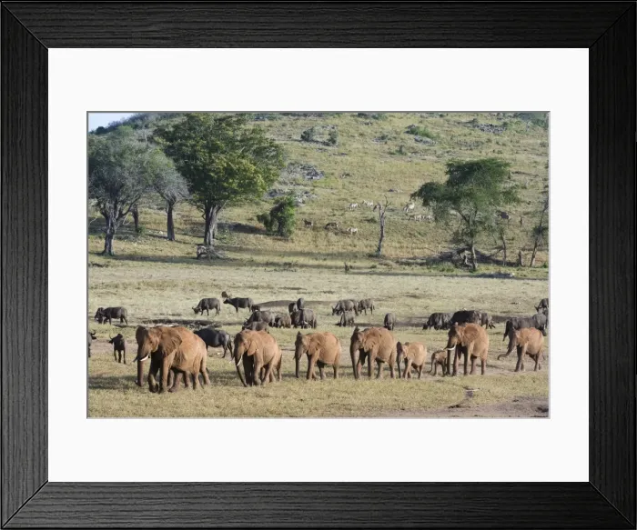 Framed Print : A breeding herd of African elephants (Loxodonta africana) walking on a plain to reach a waterhole Framed Print : A breeding herd of African elephants (Loxodonta africana) walking on a plain to reach a waterhole