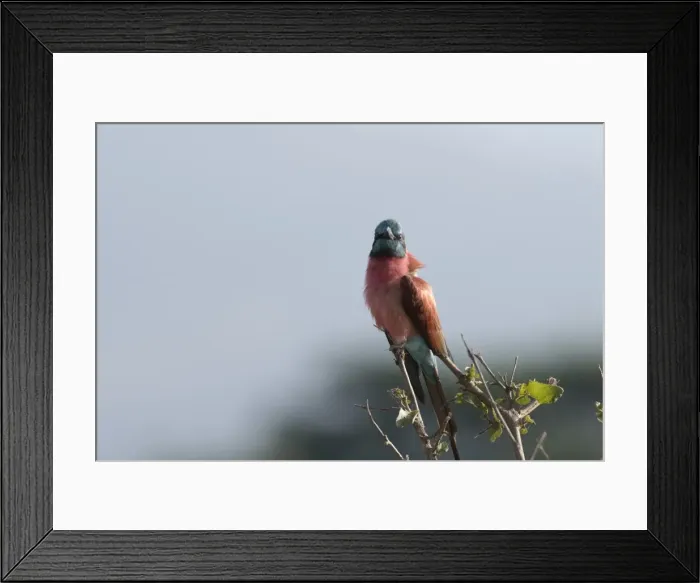 Framed Print : A northern carmine bee-eater (Merops rubicus) perching, Tsavo, Kenya, East Africa, Africa Framed Print : A northern carmine bee-eater (Merops rubicus) perching, Tsavo, Kenya, East Africa, Africa
