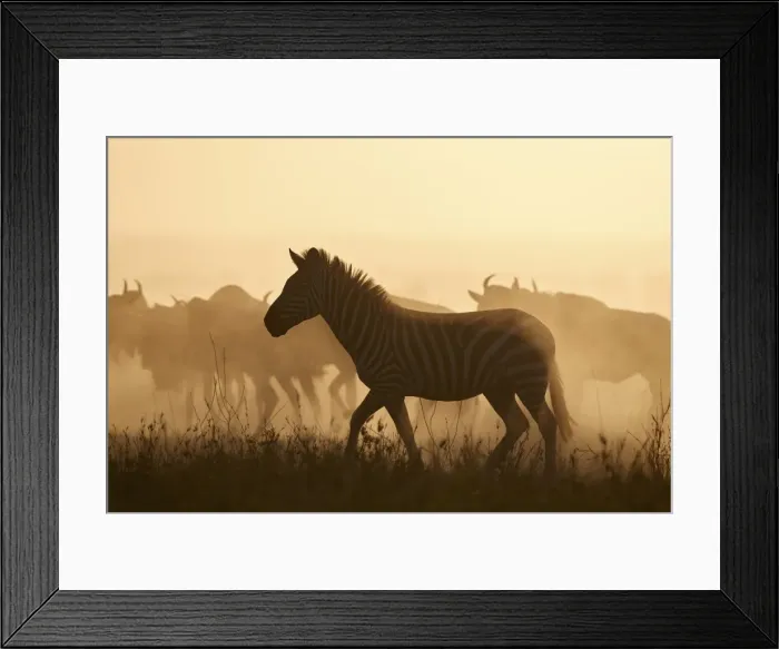 Framed Print : The Migration, Common Zebra (Equus burchelli) and Blue Wildebeest (Connochaetes taurinus) Framed Print : The Migration, Common Zebra (Equus burchelli) and Blue Wildebeest (Connochaetes taurinus)