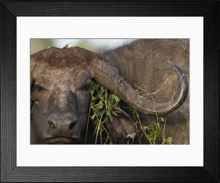 Framed Print : Close up portrait of an African buffalo (Syncerus caffer) looking at the camera, Tsavo Framed Print : Close up portrait of an African buffalo (Syncerus caffer) looking at the camera, Tsavo