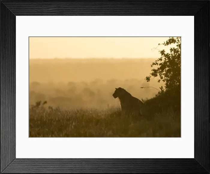 Framed Print : A lion (Panthera leo) resting on a termite mound at sunset, Tsavo, Kenya, East Africa Framed Print : A lion (Panthera leo) resting on a termite mound at sunset, Tsavo, Kenya, East Africa