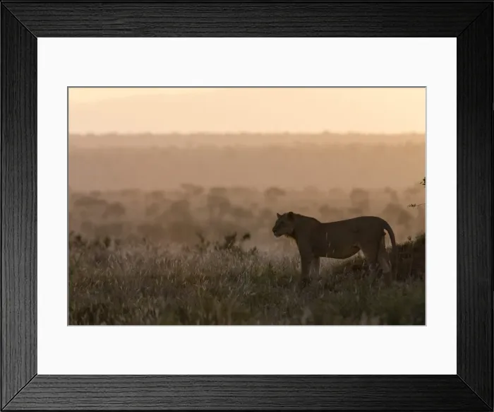 Framed Print : A lion (Panthera leo) at sunset standing, Tsavo, Kenya, East Africa, Africa