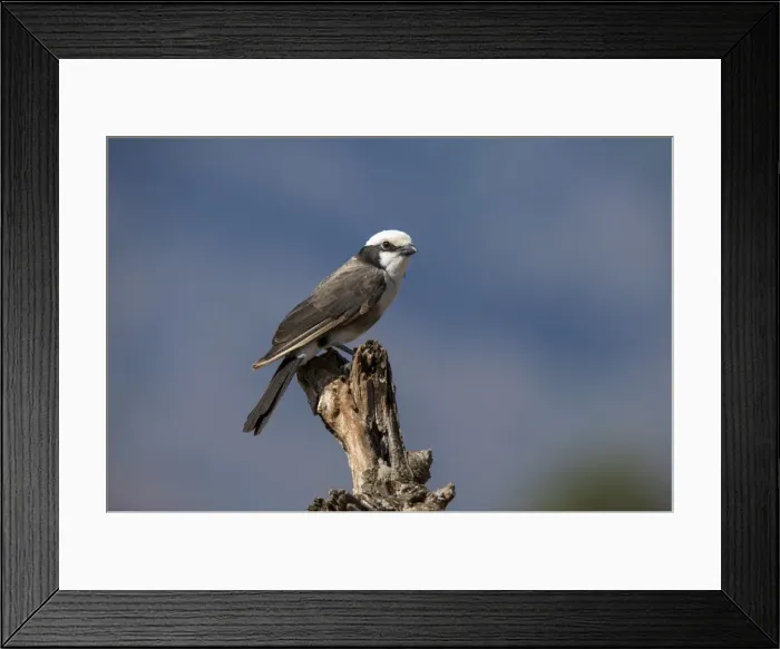 Framed Print : A northern white-crowned shrike (Eurocephalus rueppelli), perching, Tsavo, Kenya Framed Print : A northern white-crowned shrike (Eurocephalus rueppelli), perching, Tsavo, Kenya
