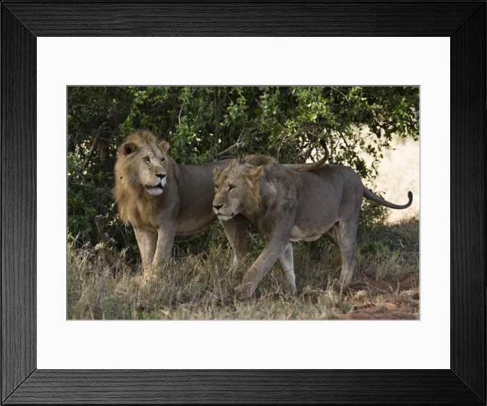 Framed Print : Two lions (Panthera leo) patrolling, Tsavo, Kenya, East Africa, Africa