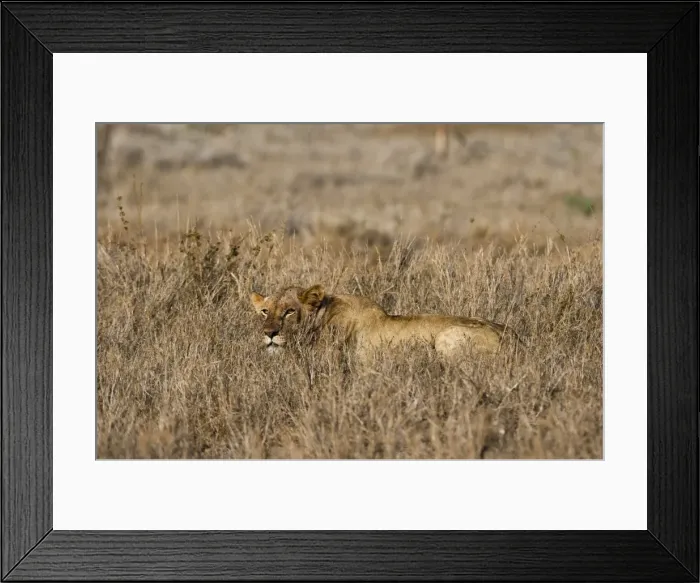 Framed Print : A lioness (Panthera leo) hiding in the grass, Tsavo, Kenya, East Africa, Africa Framed Print : A lioness (Panthera leo) hiding in the grass, Tsavo, Kenya, East Africa, Africa