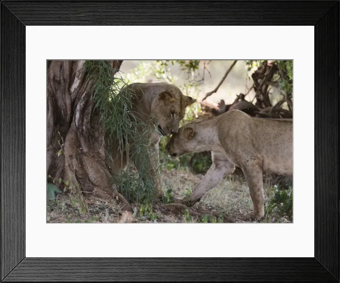 Framed Print : Two lions (Panthera leo) in tree shade, Tsavo, Kenya, East Africa, Africa