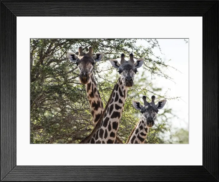 Framed Print : Three Msai giraffes (Giraffa camelopardalis tippelskirchi) looking at the camera Framed Print : Three Msai giraffes (Giraffa camelopardalis tippelskirchi) looking at the camera