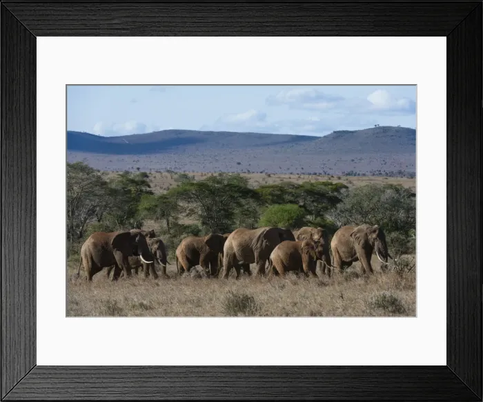 Framed Print : A large herd of African elephant (Loxodonta africana) walking though savannah grass in a line Framed Print : A large herd of African elephant (Loxodonta africana) walking though savannah grass in a line