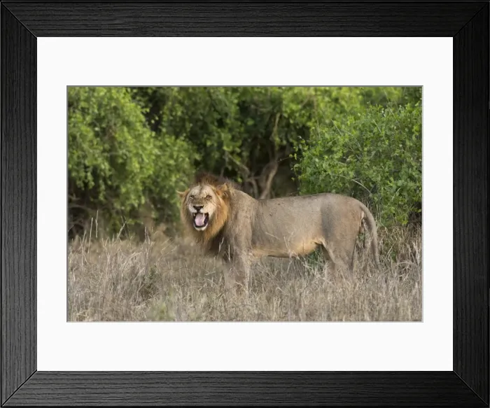 Framed Print : A male lion (Panthera leo), doing the flehmen grimace, Tsavo, Kenya, East Africa, Africa Framed Print : A male lion (Panthera leo), doing the flehmen grimace, Tsavo, Kenya, East Africa, Africa