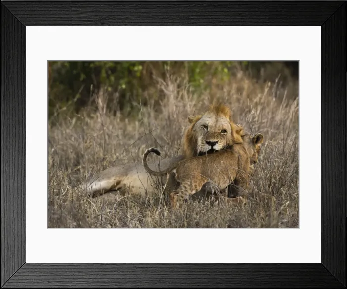 Framed Print : A male lion (Panthera leo) with its cub, Tsavo, Kenya, East Africa, Africa Framed Print : A male lion (Panthera leo) with its cub, Tsavo, Kenya, East Africa, Africa