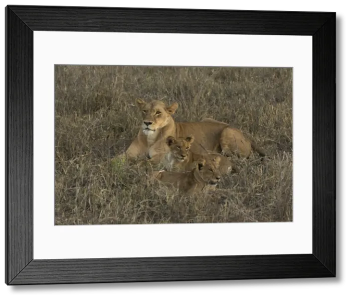 Framed Print : A lioness (Panthera leo) with cubs, Tsavo, Kenya, East Africa, Africa Framed Print : A lioness (Panthera leo) with cubs, Tsavo, Kenya, East Africa, Africa