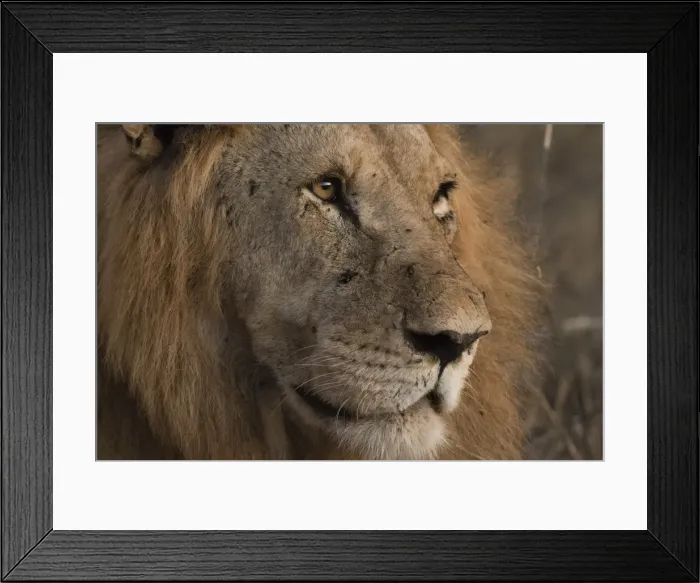 Framed Print : Close up portrait of a lion (Panthera leo), Tsavo, Kenya, East Africa, Africa