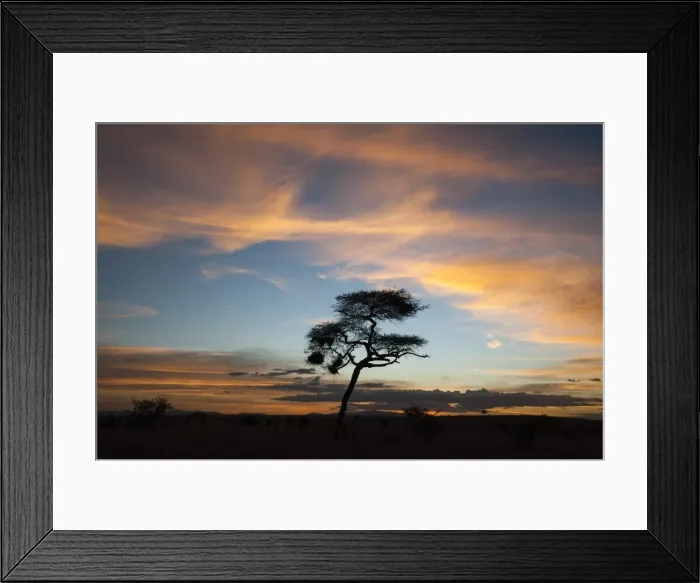 Framed Print : An acacia at sunset, Tsavo, Kenya, East Africa, Africa Framed Print : An acacia at sunset, Tsavo, Kenya, East Africa, Africa