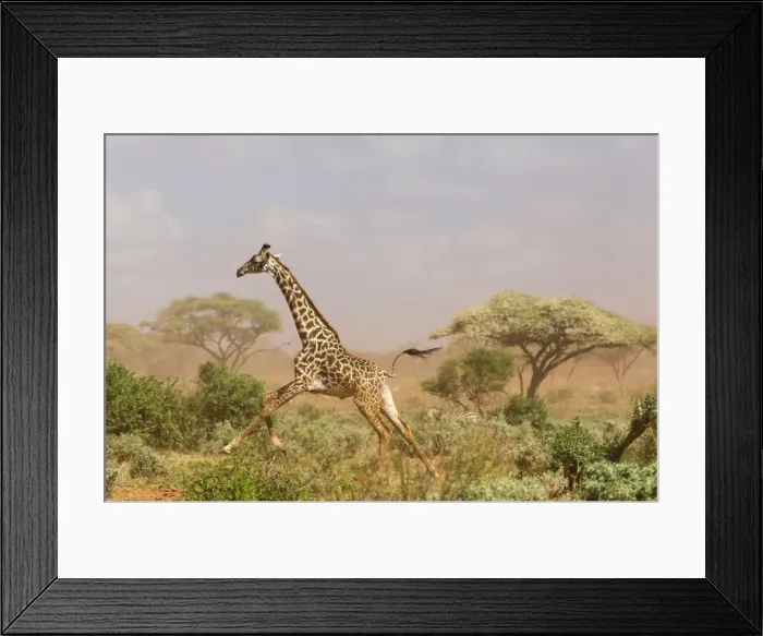 Framed Print : A Msai giraffe (Giraffa camelopardalis tippelskirchi) running in a dust storm, Tsavo Framed Print : A Msai giraffe (Giraffa camelopardalis tippelskirchi) running in a dust storm, Tsavo