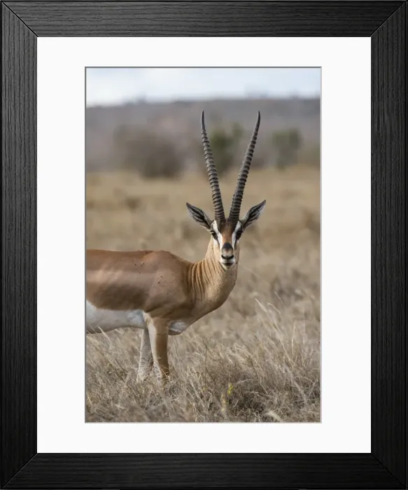 Framed Print : A Grants gazelle (Gazella granti), looks into the camera, Tsavo, Kenya, East Africa Framed Print : A Grants gazelle (Gazella granti), looks into the camera, Tsavo, Kenya, East Africa
