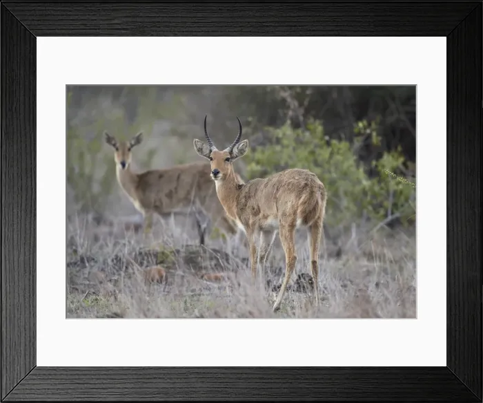 Framed Print : Common (Southern) reedbuck (Redunca arundinum) pair, Kruger National Park, South Africa Framed Print : Common (Southern) reedbuck (Redunca arundinum) pair, Kruger National Park, South Africa