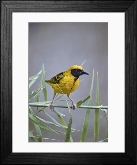 Framed Print : Southern masked weaver (Ploceus velatus), male, Kruger National Park, South Africa Framed Print : Southern masked weaver (Ploceus velatus), male, Kruger National Park, South Africa