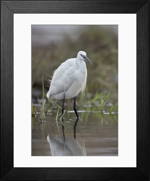 Framed Print : Little egret (Egretta garzetta), Kruger National Park, South Africa, Africa Framed Print : Little egret (Egretta garzetta), Kruger National Park, South Africa, Africa