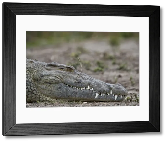 Framed Print : Nile crocodile (Crocodylus niloticus), Kruger National Park, South Africa, Africa Framed Print : Nile crocodile (Crocodylus niloticus), Kruger National Park, South Africa, Africa
