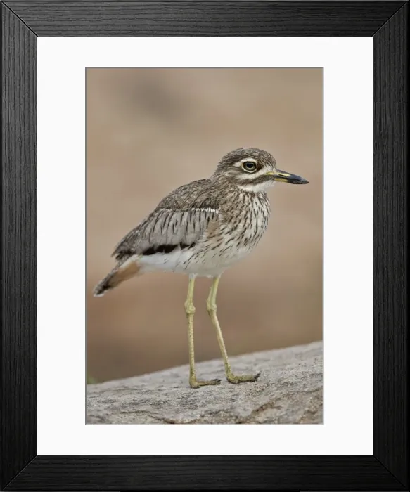 Framed Print : Water thickknee (water dikkop) (Burhinus vermiculatus), Kruger National Park, South Africa Framed Print : Water thickknee (water dikkop) (Burhinus vermiculatus), Kruger National Park, South Africa