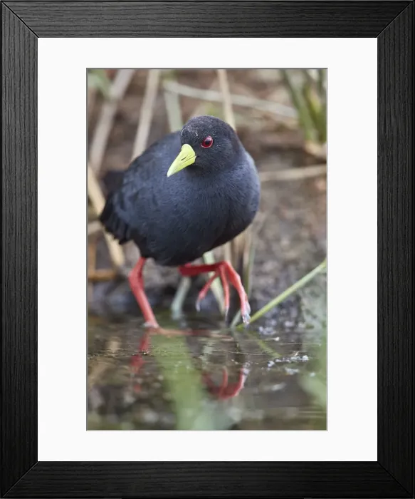 Framed Print : Black crake (Amaurornis flavirostris), Kruger National Park, South Africa, Africa Framed Print : Black crake (Amaurornis flavirostris), Kruger National Park, South Africa, Africa