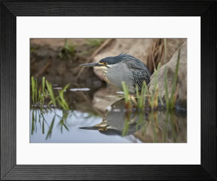 Framed Print : Green-backed heron (striated heron) (Butorides striatus), Kruger National Park, South Africa Framed Print : Green-backed heron (striated heron) (Butorides striatus), Kruger National Park, South Africa