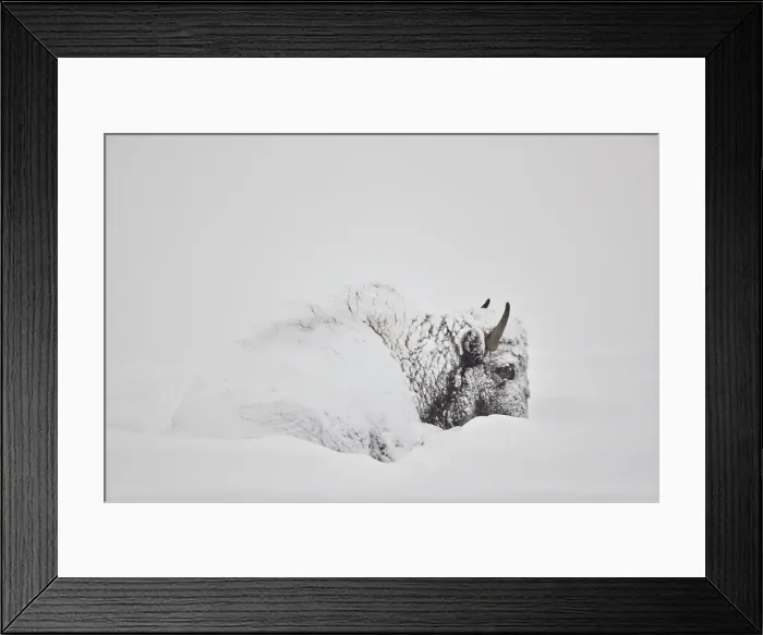 Framed Print : Bison (Bison bison) covered with snow in the winter, Yellowstone National Park, Wyoming Framed Print : Bison (Bison bison) covered with snow in the winter, Yellowstone National Park, Wyoming