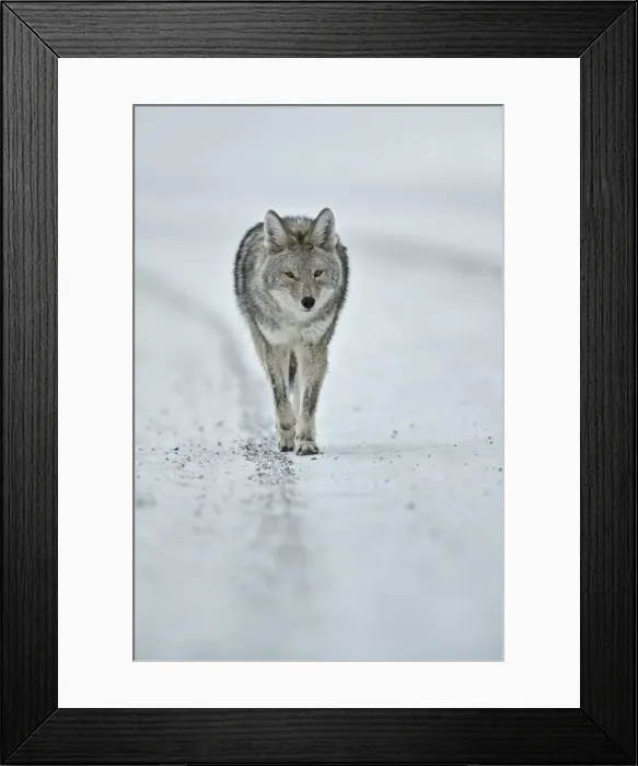 Framed Print : Coyote (Canis latrans) in the snow in winter, Yellowstone National Park, Wyoming Framed Print : Coyote (Canis latrans) in the snow in winter, Yellowstone National Park, Wyoming