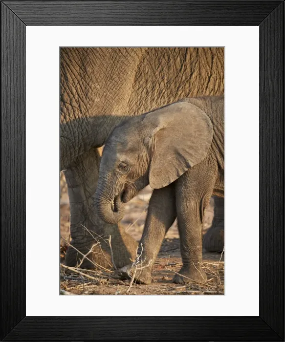 Framed Print : African elephant (Loxodonta africana) baby, Kruger National Park, South Africa, Africa Framed Print : African elephant (Loxodonta africana) baby, Kruger National Park, South Africa, Africa
