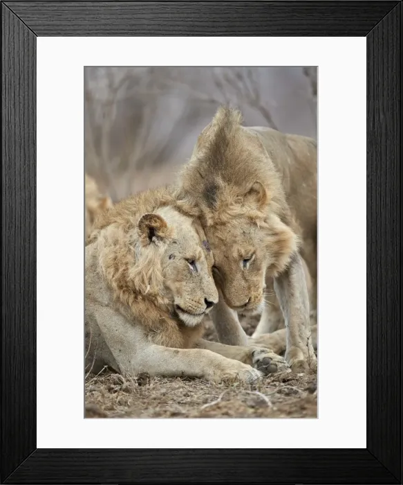 Framed Print : Two lions (Panthera leo) greeting each other, Kruger National Park, South Africa, Africa