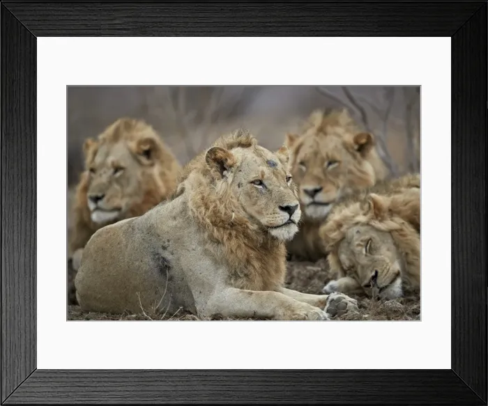 Framed Print : Four male lion (Panthera leo), Kruger National Park, South Africa, Africa Framed Print : Four male lion (Panthera leo), Kruger National Park, South Africa, Africa