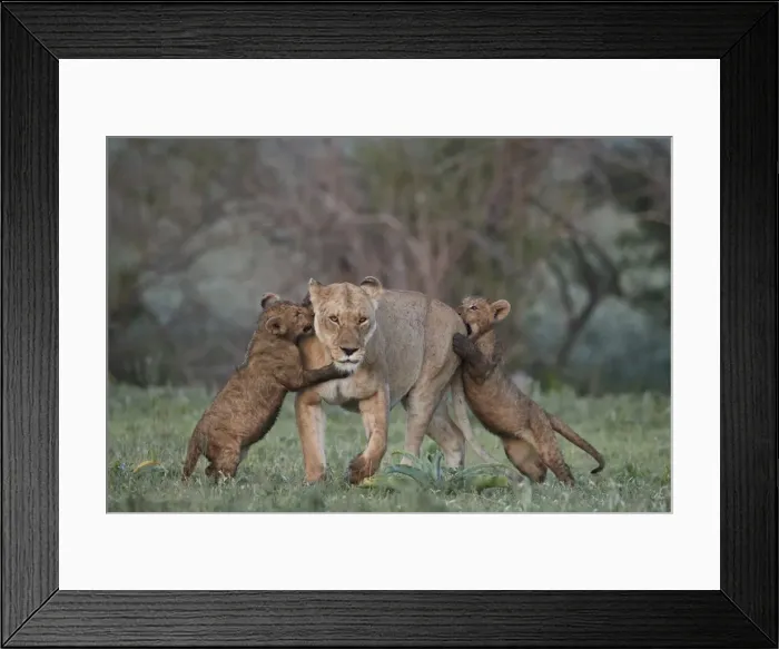 Framed Print : Lion (Panthera leo), two cubs playing with their mother, Ngorongoro Crater, Tanzania Framed Print : Lion (Panthera leo), two cubs playing with their mother, Ngorongoro Crater, Tanzania